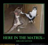 matrix cat.jpg