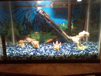 5%20Birthing%7Egoldfish%20tank.jpg