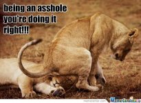Asshole_lioness1.jpg