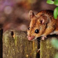 ratsremovalinmelbourne